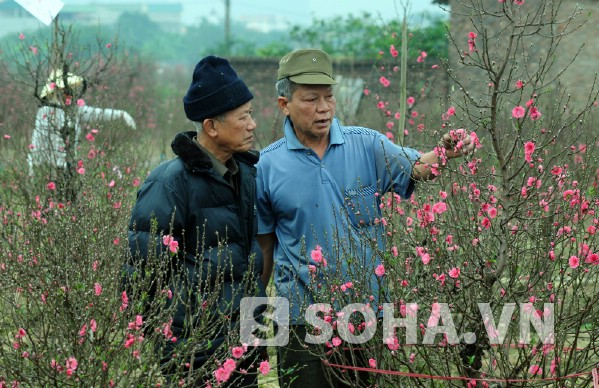 Hai lão nông chia sẻ kinh nghiệm cho đào ra hoa đúng Tết.