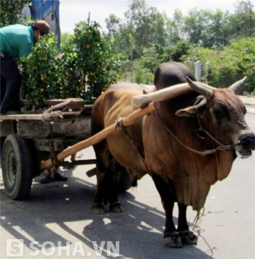 Công việc chở rác chỉ do một chú bò này... đảm nhận.