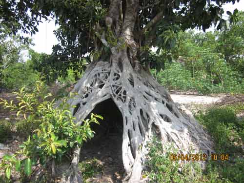 Ngắm bộ rễ khủng của cây đa bạc tỷ - 1