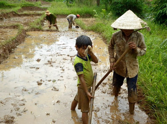 Nhọc nhằn hình ảnh những trẻ em lao động