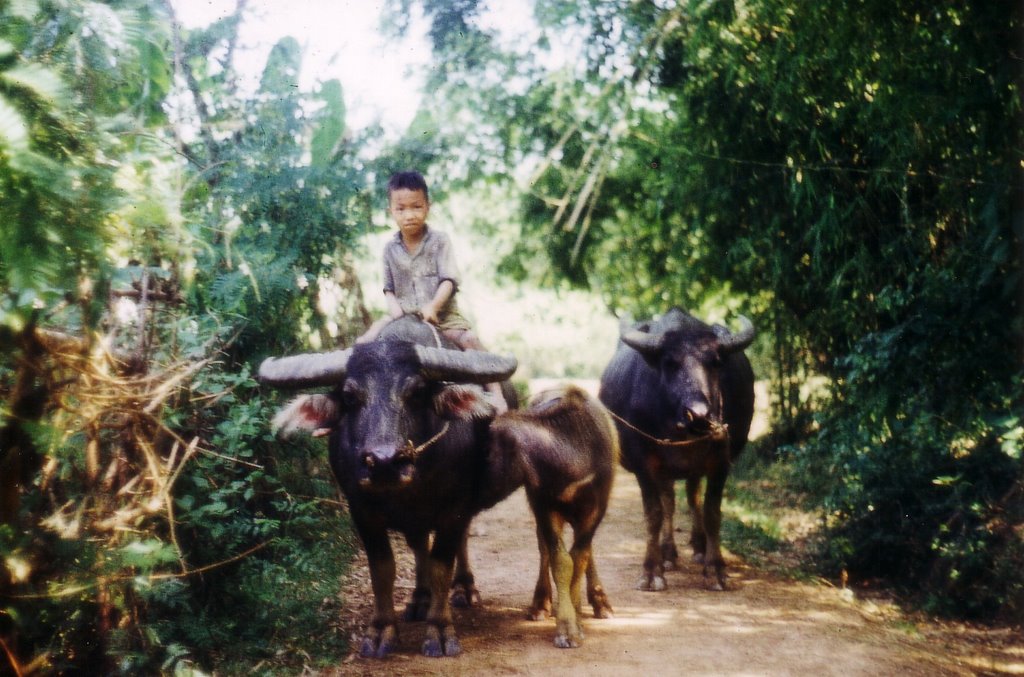 1973-1974,  Wasserbüffel auf dem Weg zur Weide;     1973-1974, water buffalo on the way to pastures;