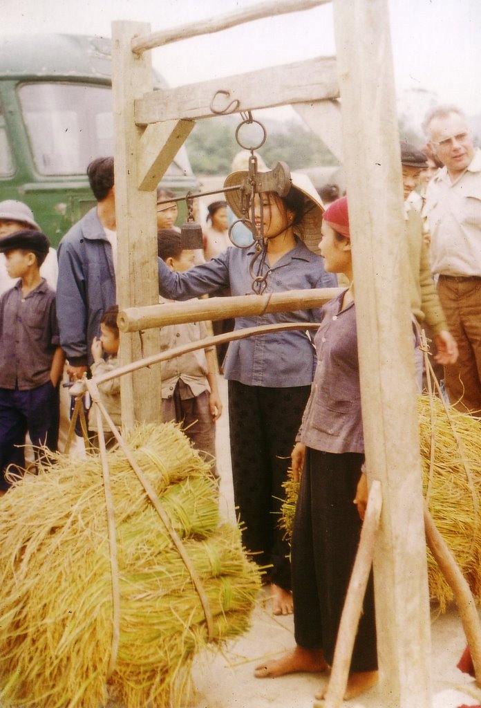 1973-1974, Reisernte wird gewogen; 1973-1974, rice harvest is weighed;