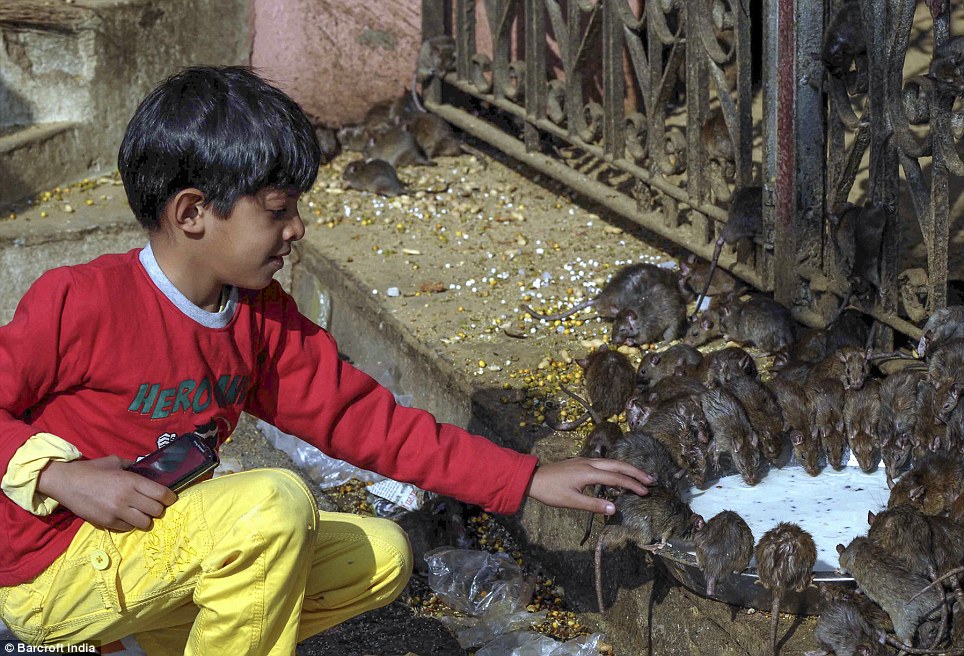 Đặt niềm tin vào những người bạn lông của mình: Một đứa trẻ đồng hồ một nhóm chuột uống sữa tại đền thờ chuột ở Rajasthan, Ấn Độ, trong đó có khoảng 20.000 của sinh vật