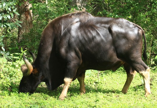 Đây là lần đầu tiên Quảng Nam xuất hiện bò tót. Ảnh minh họa: Wikipedia