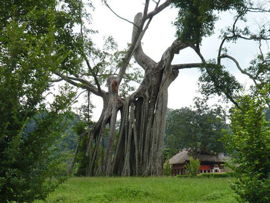 Những cây cổ thụ ngàn tuổi ở Việt Nam