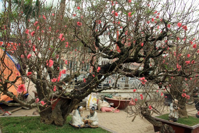 Đào giá “khủng” bung hàng đón Tết