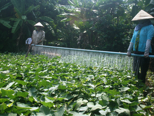 Khoai lang được thương lái Trung Quốc đề nghị mua đọt.