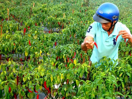 Vui chưa được lâu, nông dân Phù Mỹ đang “khóc dở” với ớt xuất khẩu.