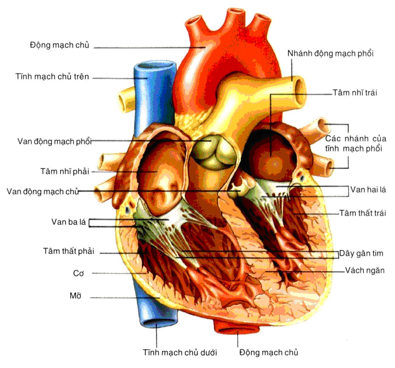 15 căn bệnh nguy hiểm nhất ai cũng cần biết để mà tránh