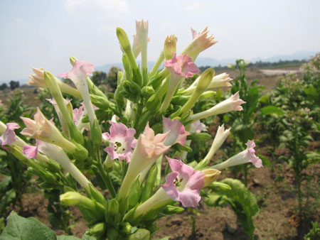 Trớ trêu loại cây gây ung thư hàng đầu lại chứa chất chữa ung thư