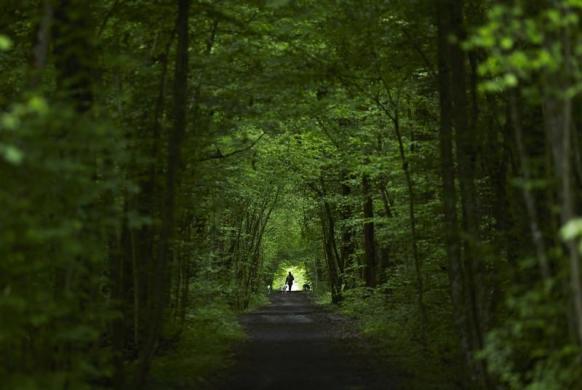 Một phụ nữ dắt cho đi dạo dọc một lối mòn trong rừng Durand ở Ferney Voltaire, Pháp.
