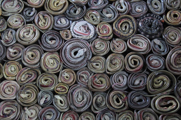 Rắn được cuộn tròn trước khi đưa vào lò sấy ở Kertasura, Indonesia. Da rắn được sử dụng để sản xuất túi xách, giày, ví và dây thắt lưng.