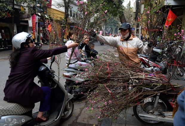 Một người nông dân bán hoa đào trên đường phố Hà Nội, Việt Nam.
