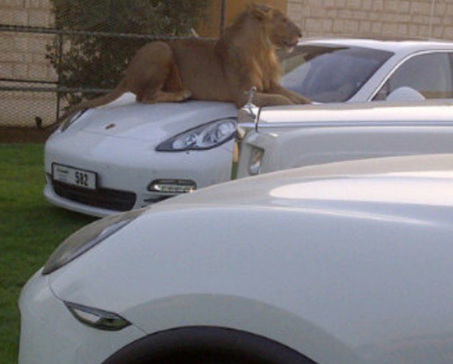 Đại gia Trung Đông với thú chơi siêu xe và... sư tử 11