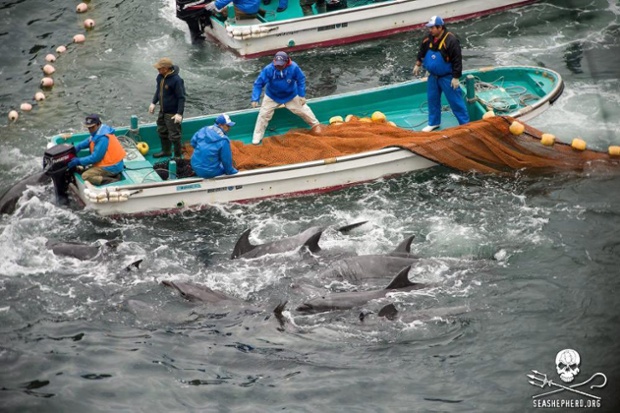Các ngư dân săn cá heo ở ngoài khơi Taiji, Nhật Bản.