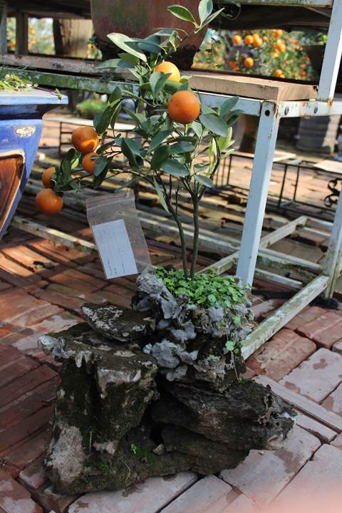 Quất Bonsai mini, Quất tết, cây cảnh, Tứ Liên, phong thủy