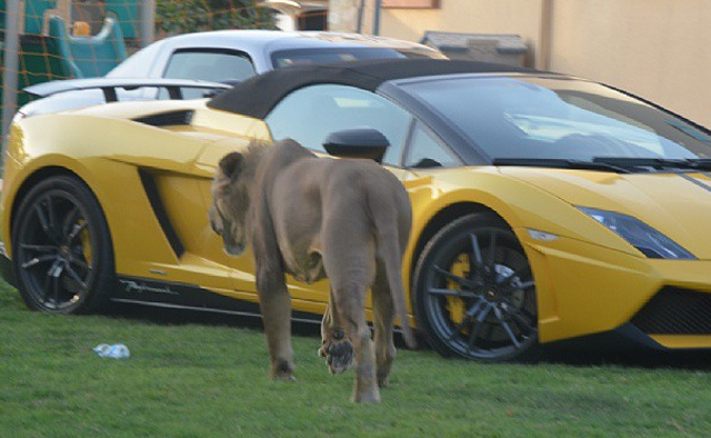 Đại gia Trung Đông với thú chơi siêu xe và... sư tử 15