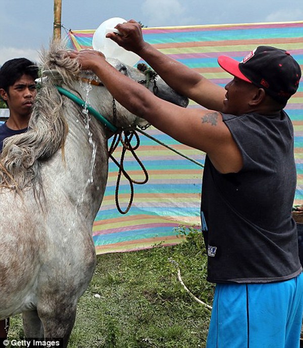 Kinh hoàng với cuộc thi đấu ngựa đẫm máu tại Philippines 15