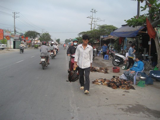 Vô tư mua gà sống 