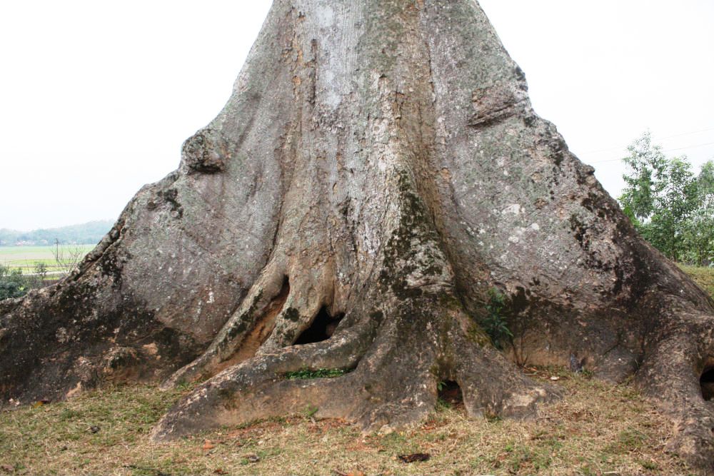 cây sui, xứ Nghệ, Nghệ An, trăm tuổi, Diên Tràng