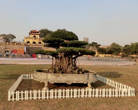 đại-gia, cây-cảnh, ngả-mũ, Thanh-Hóa, thú-chơi, chơi-ngông, siêu-giàu, tỷ-phú,