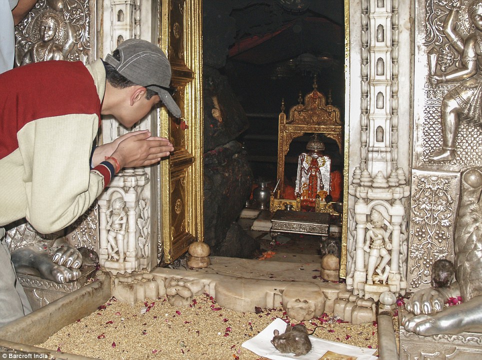Động vật gặm nhấm nghi thức: tín đồ tin rằng những con chuột là một hóa thân của nữ thần Karni Mata có bức tượng là hình (ở trên) tại đền thờ