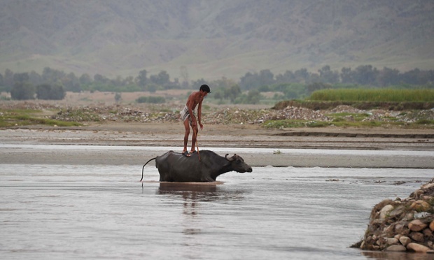 Một thanh niên đứng trên lưng trâu khi qua sông ở ngoại ô Jalalabad, Afghanistan.