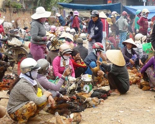 Dịch cúm gia cầm: Đừng vì tạm lắng mà chủ quan 2