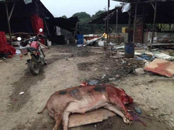 Mẹ chồng không cho cưới chém chết 74 con lợn để trút giận