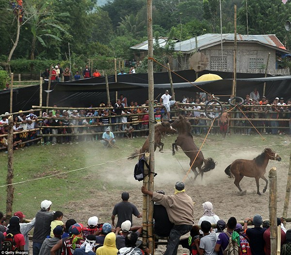 Kinh hoàng với cuộc thi đấu ngựa đẫm máu tại Philippines 2