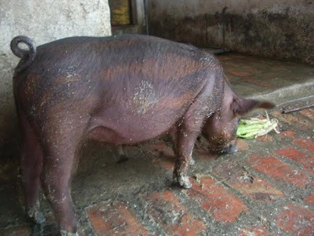 Đầu xuân ngắm đàn lợn ngũ sắc kỳ lạ ở Hà Nội