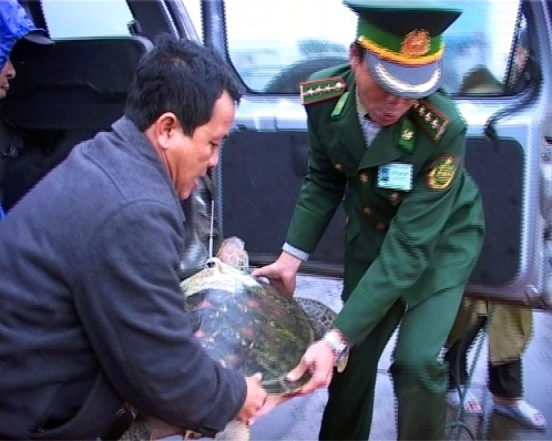 Huế: Thả rùa quý hiếm có gắn thiết bị định vị về với biển