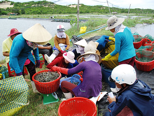 Gom tôm nguyên liệu tại huyện Đông Hòa, tỉnh Phú Yên để bán cho thương lái Trung Quốc hồi tháng 9-2013.Ảnh: HỒNG ÁNH