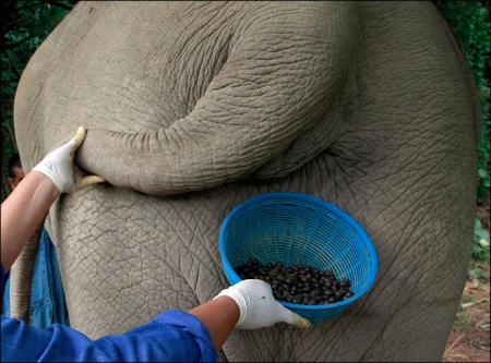 Cà phê phân voi trở thành đồ uống đắt nhất hành tinh - Ảnh 2