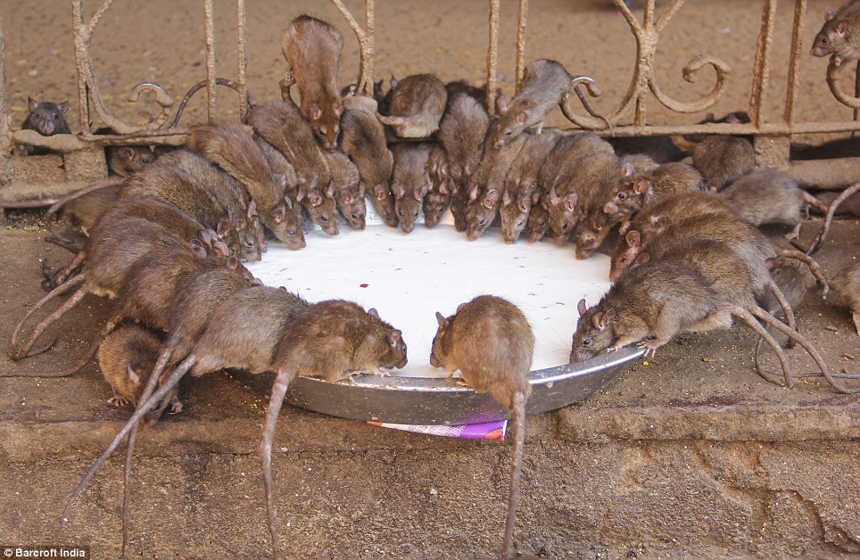 Điều trị VIP: Những con chuột được cho phép để chạy đi chạy qua các ngôi đền, nơi họ đang tôn thờ, cho ăn và bảo vệ
