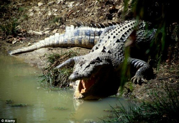 Bé trai 12 tuổi nghi bị cá sấu nuốt chửng ở Australia 1