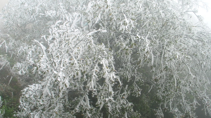 Các cây bị gãy do tuyết bám vào dày đặc