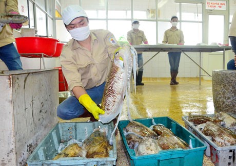 Nguồn nguyên liệu này được các cơ sở làm chả mực giã tay chọn mua rất kỹ lưỡng.