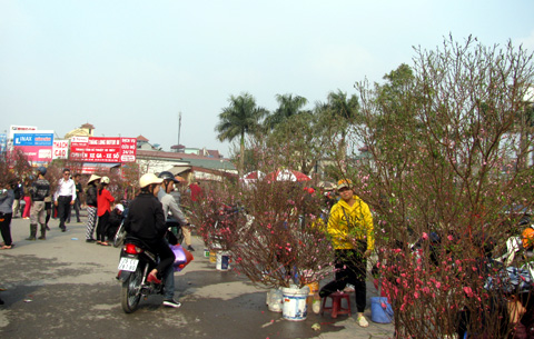 Tết, hoa đào, thủ đô, phố, hoa mai, cam canh, cây cảnh, bưởi, Lạc Long Quân, Nhật Tân