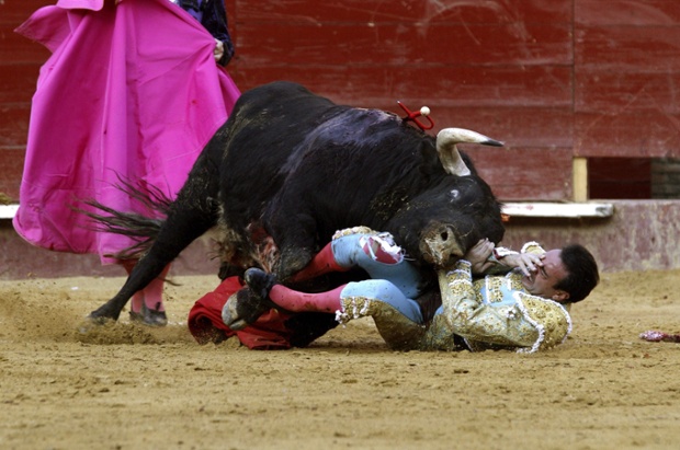 Chiến binh đấu bò tót Enrique Ponce bị một con bò húc trọng thương tại lễ hội Las Fallas Fest ở Valencia, Tây Ban Nha.