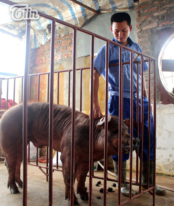 Cử nhân kinh tế từ chối lương 400 triệu/năm về quê… nuôi lợn