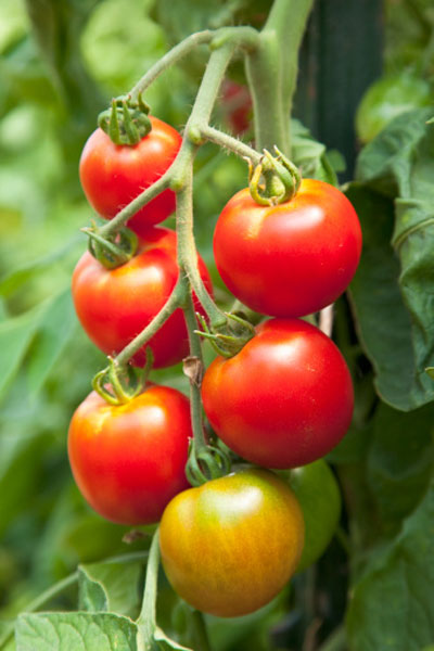Ăn cà chua đúng cách: 4 điều tuyệt đối không