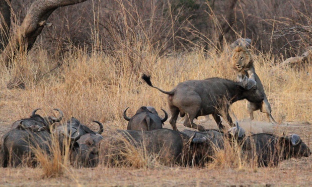 Một con trâu nỗ lực húc con sử tử tấn công đàn của nó trong vườn quốc gia South Luangwa, Zambia.