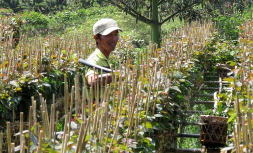 làng hoa, Sa Đéc, Đồng Tháp