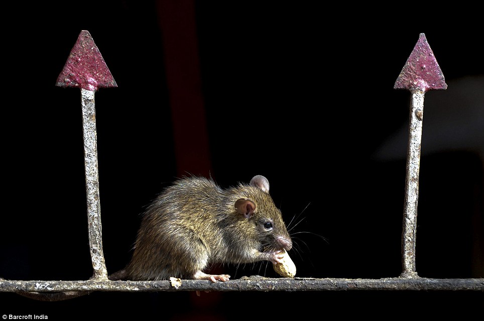 Không cho người yếu tim: Một cận cảnh của một con chuột ăn đậu phộng.  Ăn thức ăn đã được cắn nhẹ lên bởi những con chuột được coi là một vinh dự cao
