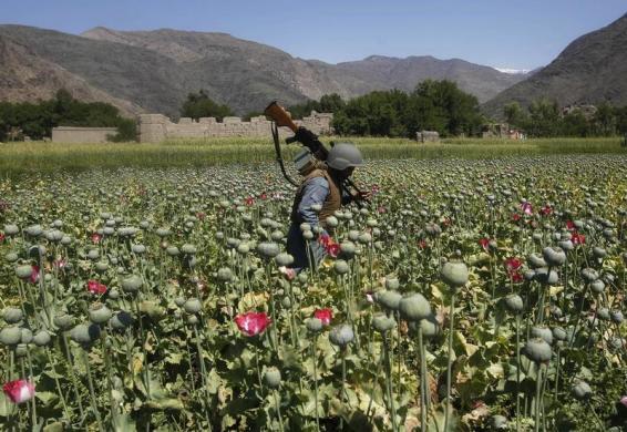 Một cảnh sát Afghanistan phá cây anh túc trong chiến dịch chống ma túy ở tỉnh Kunar.