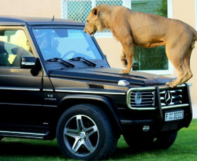 Đại gia Trung Đông với thú chơi siêu xe và... sư tử 5