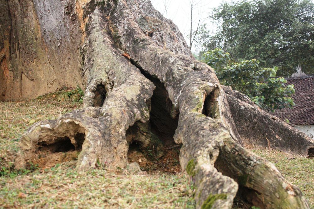 cây sui, xứ Nghệ, Nghệ An, trăm tuổi, Diên Tràng