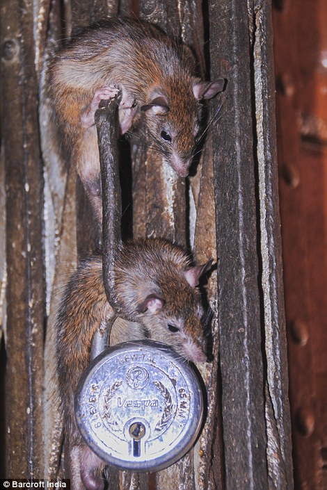 Hai con chuột nhìn thấy leo trên một cửa tại đền thờ chuột ở Rajasthan, Ấn Độ