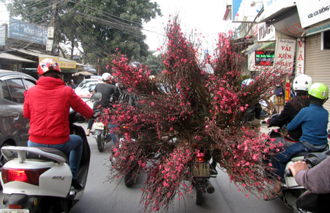 Tết, hoa đào, thủ đô, phố, hoa mai, cam canh, cây cảnh, bưởi, Lạc Long Quân, Nhật Tân